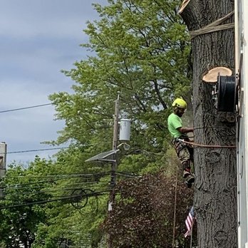 Levi's Tree Service - Tree Services Near Me - Elizabeth, New Jersey Levi's Tree Service - Tree Services Near Me - Elizabeth, New Jersey