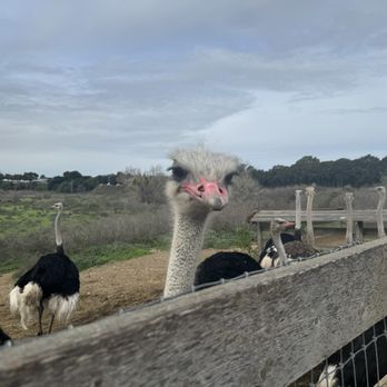 Ostrichland USA - Ostrich - Attraction Farms Near Me - Solvang, California Ostrichland USA - Ostrich - Attraction Farms Near Me - Solvang, California