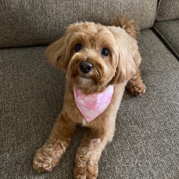 Bubbles & Biscuits Paw Spa - Pet Groomers Near Me - Astoria, New York