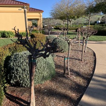 SpringHill Suites by Marriott Napa Valley - Hotels Near Me - Napa, California