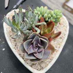 Succulent Native