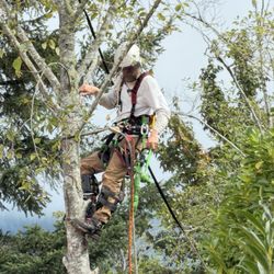 South Coast Tree Care - Ben up the tree