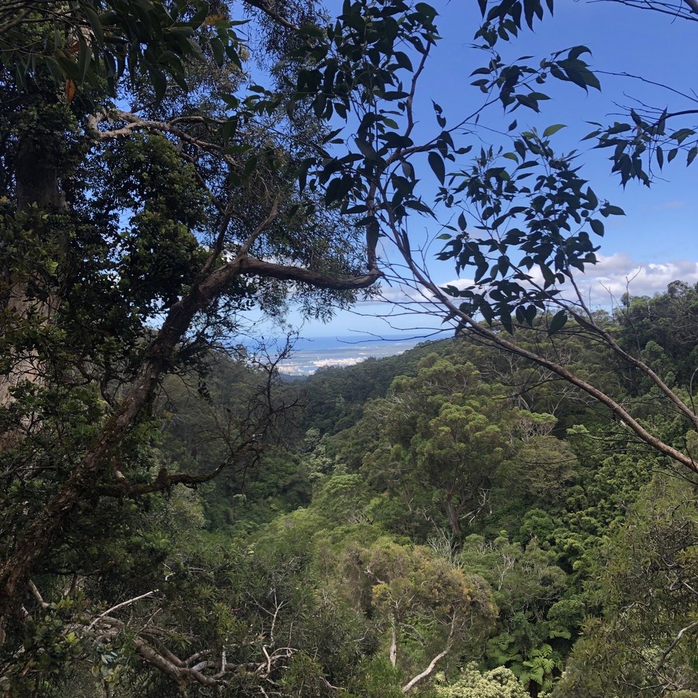 Aiea Loop Trail - Hiking Near Me - Aiea, Hawaii