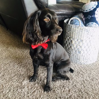 Head 2 Tails - Pet Groomers Near Me - New Braunfels, Texas
