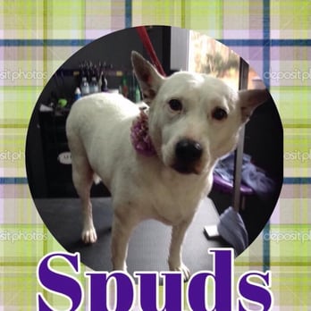 Funky Fresh Pet Grooming - Pet Groomers Near Me - Milford, Pennsylvania Funky Fresh Pet Grooming - Pet Groomers Near Me - Milford, Pennsylvania