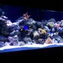 Photo of Vicious Fishes