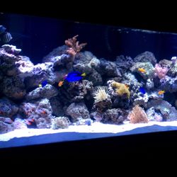 Vicious Fishes