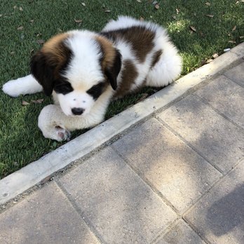 Escondido Pets - Pet Adoption Near Me - Escondido, California