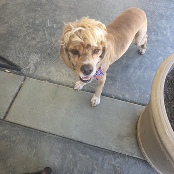 Sassy Paws Mobile Pet Salon - My cockerspaniel - Pet Groomers Near Me Sassy Paws Mobile Pet Salon - My cockerspaniel - Pet Groomers Near Me