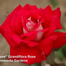 Minnesota Gardens