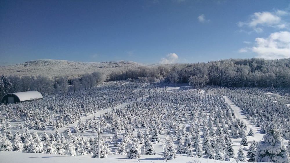 SALOMAA LANDSCAPE & TREE PLANTATION 30 Batten Rd, Greensboro Bend, Vermont Christmas Trees