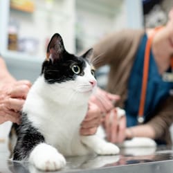 Blue Cross Animal Hospital - It's pedicure day!