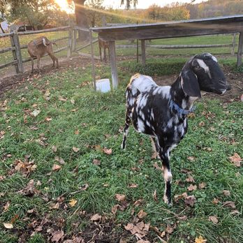Chase Farms - Goats - Farmers Market Near Me - Fairport, New York