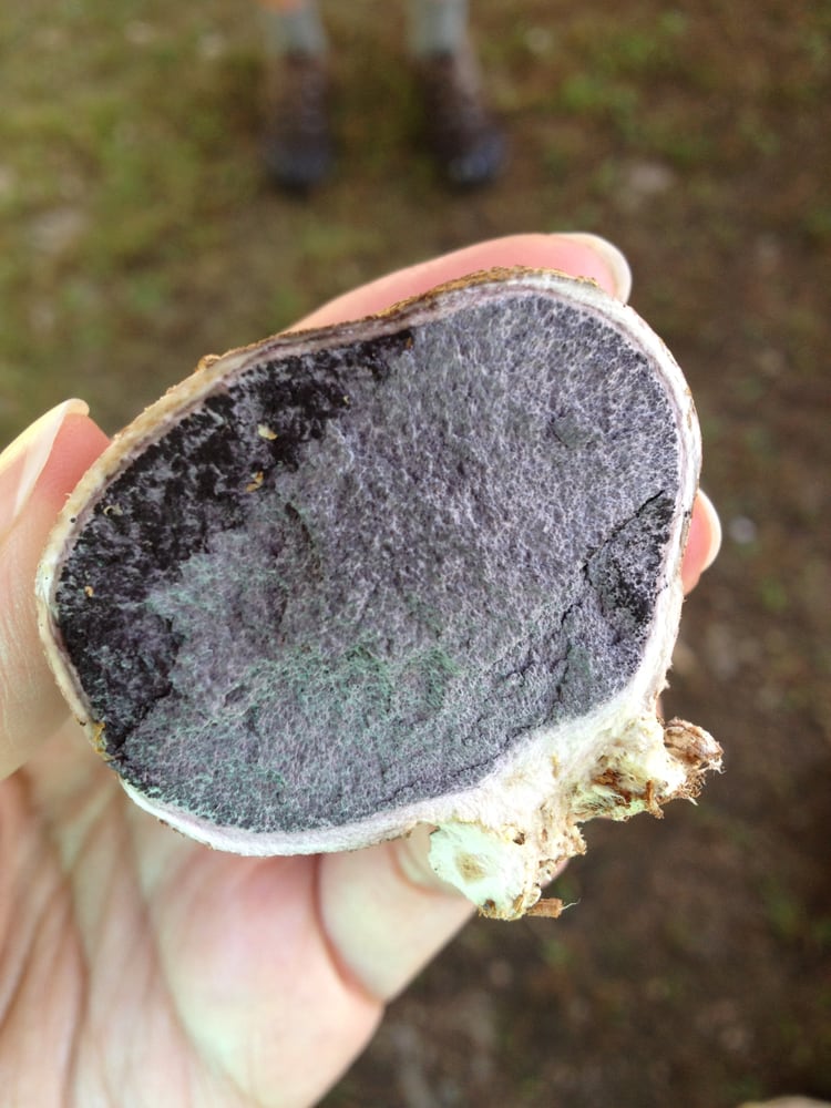 Food from Wichland Woods