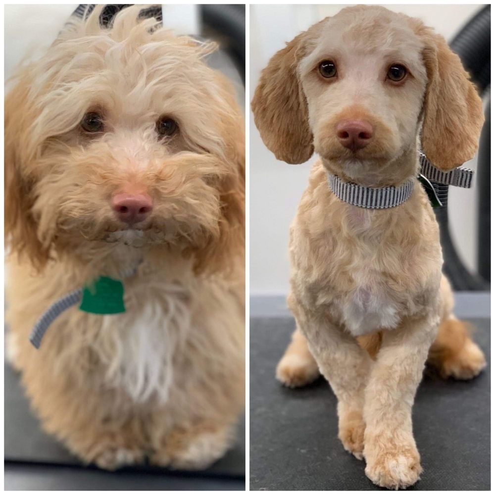 Lloyd's Paws & Claws Klassic Klips - Scruffles before and after!! - Pet Groomers Near Me Lloyd's Paws & Claws Klassic Klips - Scruffles before and after!! - Pet Groomers Near Me