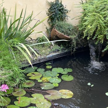 247Aquariums - Pond fixed - Aquarium Services Near Me - Fort Lauderdale, Florida 247Aquariums - Pond fixed - Aquarium Services Near Me - Fort Lauderdale, Florida