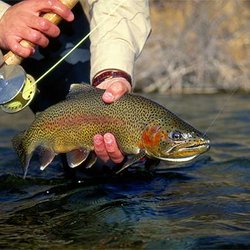 Wild West Rafting - Fly Fishing in Yellowstone