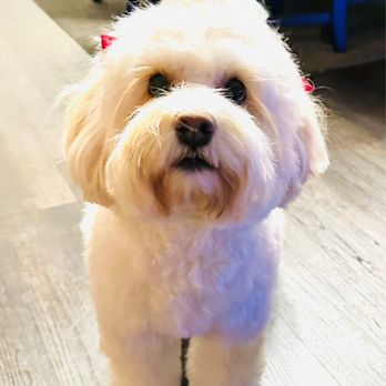 Pawsitive Pet Grooming - Rocki (Racquel), 2, mini poodle mix No haircut but chose the Spa Package plus the skin & coat treatment "Nourishing Conditioner" - Pet Groomers Near Me - Covina, California Pawsitive Pet Grooming - Rocki (Racquel), 2, mini poodle mix No haircut but chose the Spa Package plus the skin & coat treatment "Nourishing Conditioner" - Pet Groomers Near Me - Covina, California