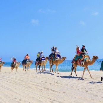 Cactus Tours - Tours Near Me - Cabo San Lucas, BCS