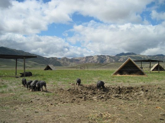 Fogline Farm by null