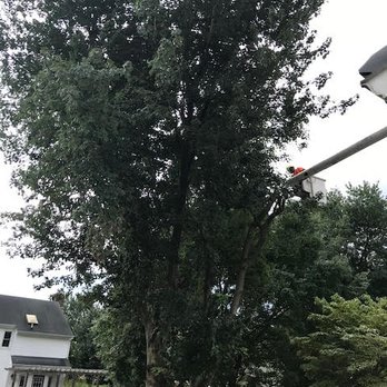 Call My Saw Tree Service - Wilfred working on the branches. - Tree Services Near Me - Ruther Glen, Virginia Call My Saw Tree Service - Wilfred working on the branches. - Tree Services Near Me - Ruther Glen, Virginia