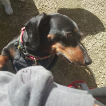 South Hills Dog Park - Lucy at the park - Dog Parks Near Me - Glendora, California South Hills Dog Park - Lucy at the park - Dog Parks Near Me - Glendora, California