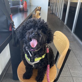 Puppy In Style - Before - Pet Stores Near Me - Los Angeles, California