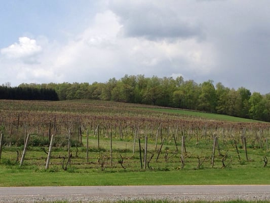 Keuka Lake Vineyards by null