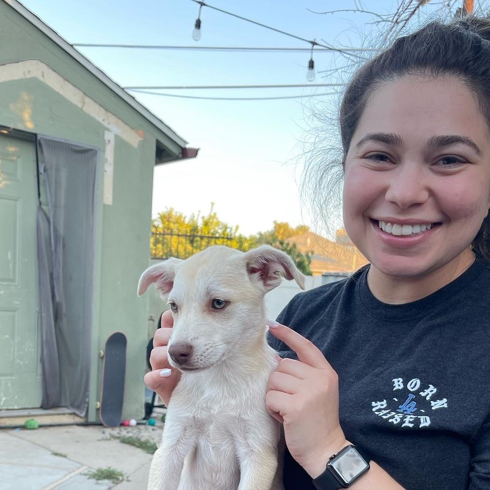 Pups Without Borders - Pet Adoption Near Me Pups Without Borders - Pet Adoption Near Me