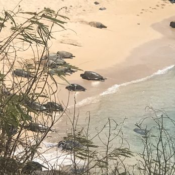 Hookipa Beach Park - Green sea Turtles - Parks Near Me - Paia, Hawaii