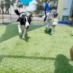 DoggyDay Inn Resort, Daycare & Grooming - New Turf!!