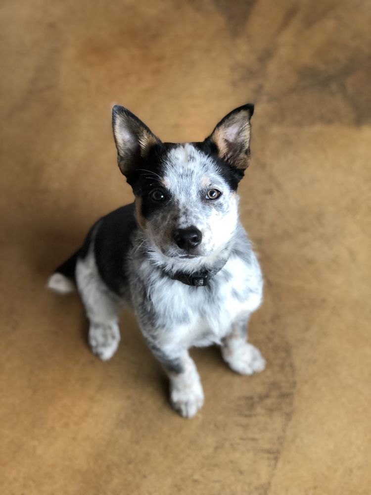 SIT’NSTAY Updated September 2024 44 Photos 1717 S Willson Ave, Bozeman, Montana Pet