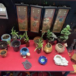 Molly’s Miscellaneous Bullshit - Home grown live plants