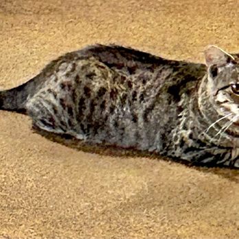 The Cat Cafe - Coffee & Tea Near Me - San Diego, California The Cat Cafe - Coffee & Tea Near Me - San Diego, California