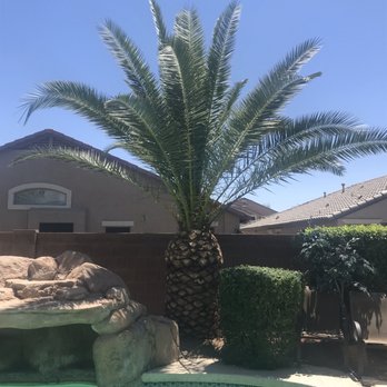Innovation Tree Care - 2nd Palm - After pic - Tree Services Near Me