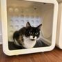 Kitten Around Cat Lounge