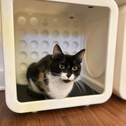 Kitten Around Cat Lounge