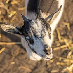 Kraay Family Farm - Plenty of farm friends to meet