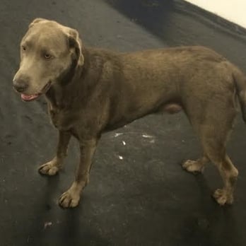 Metro Pet Dog Center - Tucker at Metro Pet Daycare - Pet Sitting Near Me - Warwick, Rhode Island Metro Pet Dog Center - Tucker at Metro Pet Daycare - Pet Sitting Near Me - Warwick, Rhode Island