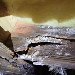 A Pro of Rock Hill - Wood destroying fungal growth that destroyed the floor joists of this home.