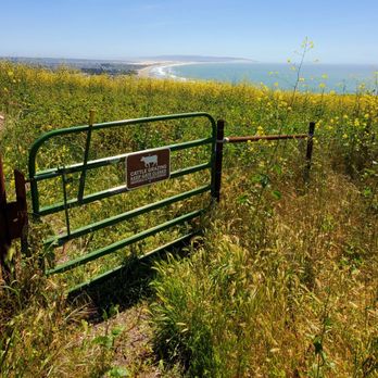 Pismo Preserve - Yes, cows - Hiking Near Me - Pismo Beach, California Pismo Preserve - Yes, cows - Hiking Near Me - Pismo Beach, California