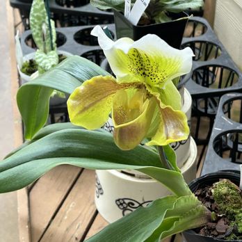 Akatsuka Orchid Gardens - Flowers & Gifts Near Me - Volcano, Hawaii