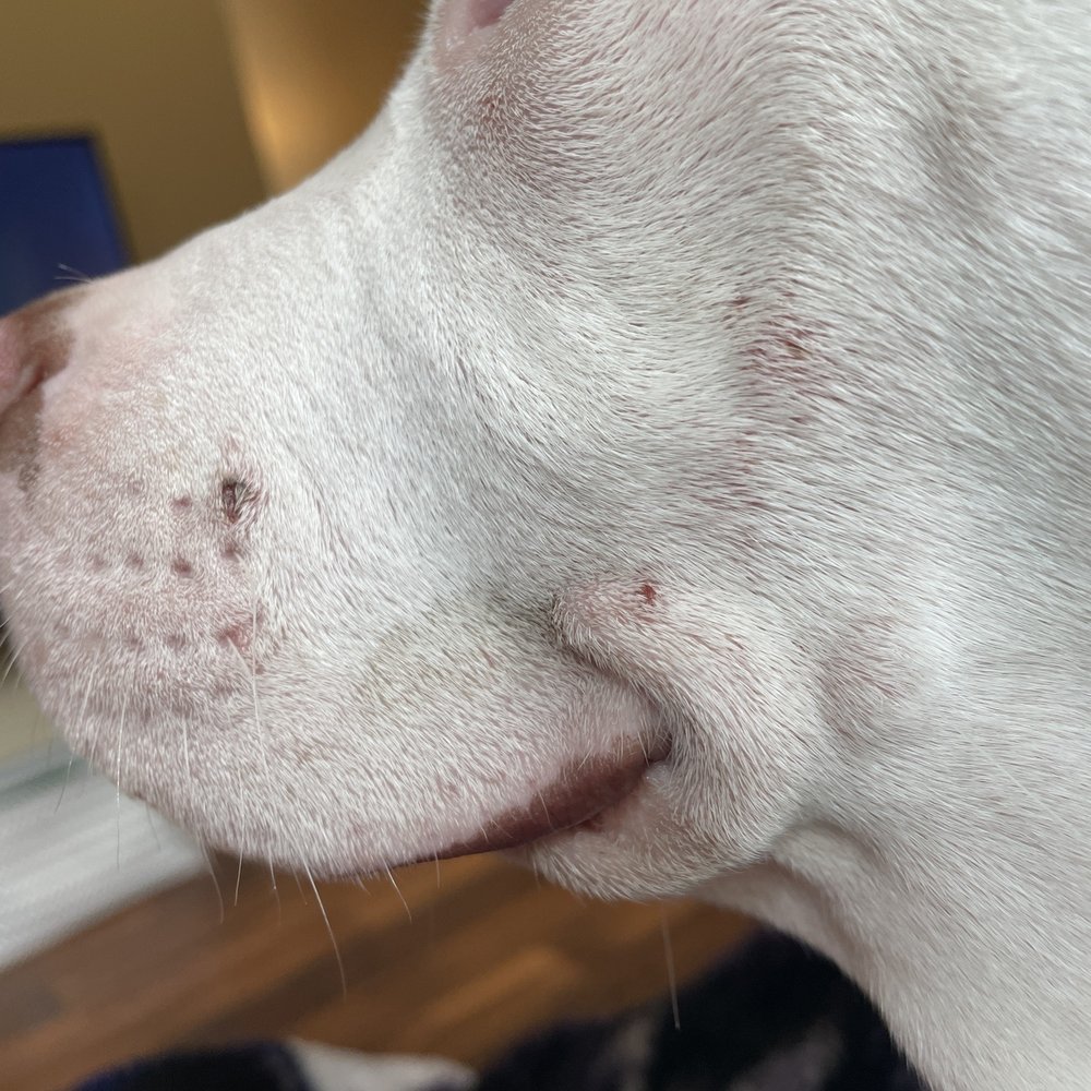 Camp Bow Wow - San Clemente - Pet Groomers Near Me - San Clemente, California Camp Bow Wow - San Clemente - Pet Groomers Near Me - San Clemente, California