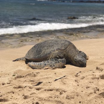 Laniakea Beach - Beaches Near Me - Haleiwa, Hawaii