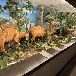 Harber Wildlife Museum