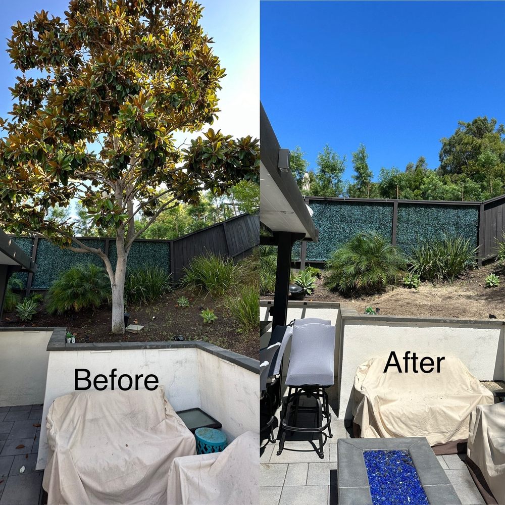 Golden Tree Care - They took down a very big magnolia tree, including grinding the stump - Tree Services Near Me