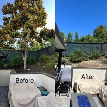 Golden Tree Care - They took down a very big magnolia tree, including grinding the stump - Tree Services Near Me