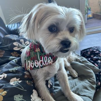 Pawsitively Perfect - Pet Groomers Near Me - Lemon Grove, California Pawsitively Perfect - Pet Groomers Near Me - Lemon Grove, California