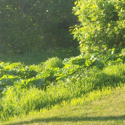 Kincaid Park - We almost walked into a moose