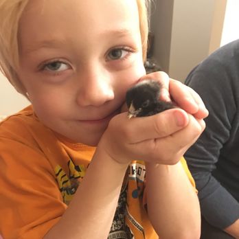 Good Green Earth Farm - Kids love to hold baby chicks! - Attraction Farms Near Me - Bethel, Ohio Good Green Earth Farm - Kids love to hold baby chicks! - Attraction Farms Near Me - Bethel, Ohio